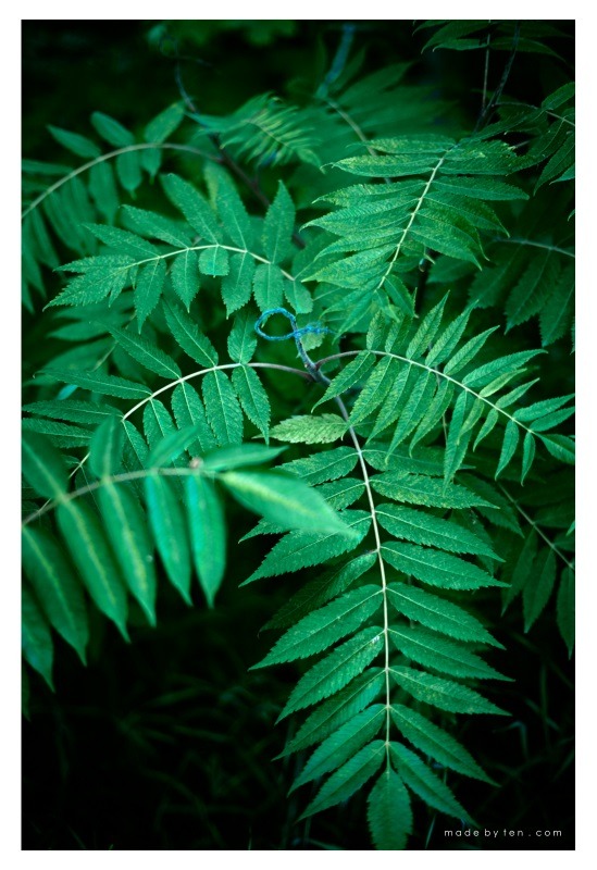 Pentax DSLR Lessons GTA Toronto Nature